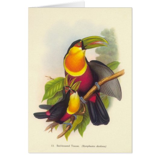 Gould - Red-Breasted Toucan Cards (Front)