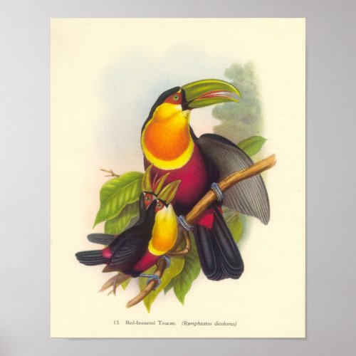 Gould _ Red_Breasted Toucan Portfolio Poster