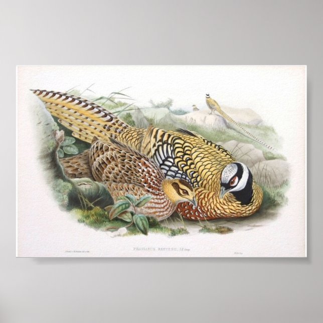 Gould - Reeve's Pheasant Portfolio Poster (Front)