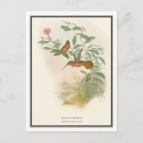 Gould_Richter Vintage Hermit Hummingbird Postcard