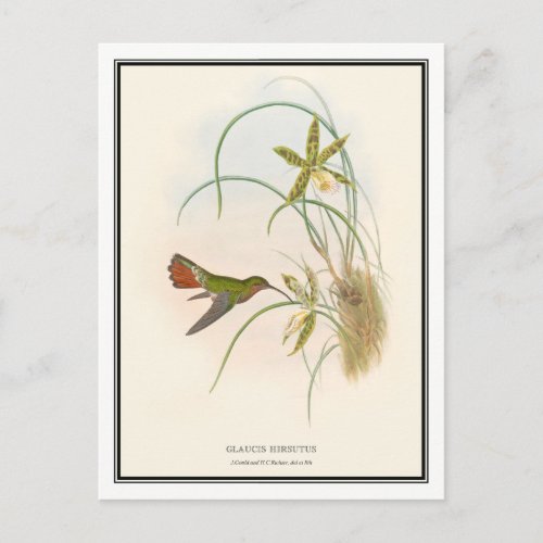 Gould_Richter Vintage Hermit Hummingbird Postcard