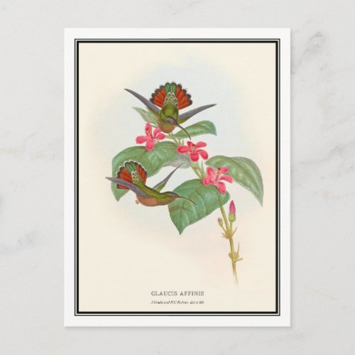 Gould_Richter Vintage Hermit Hummingbird Postcard