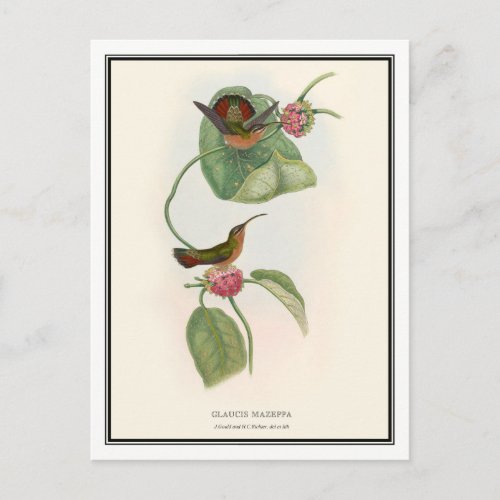 Gould_Richter Vintage Hermit Hummingbird Postcard