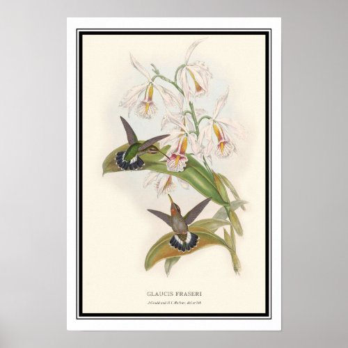 Gould_Richter Vintage Hermit Hummingbird Poster