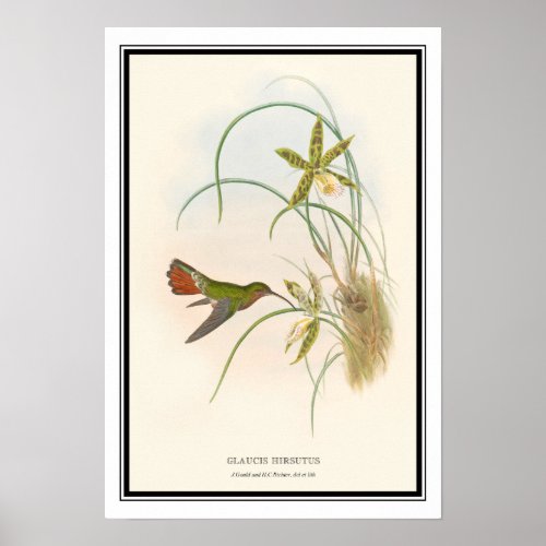 Gould_Richter Vintage Hermit Hummingbird Poster