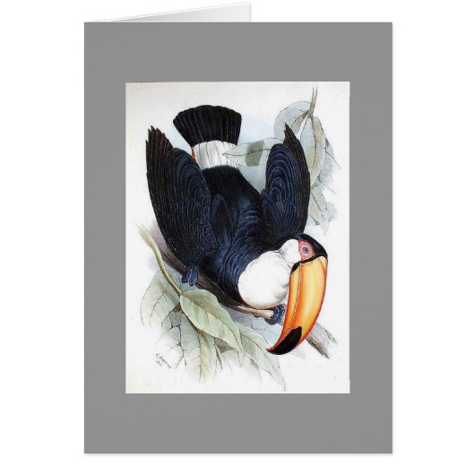 Gould - Toco Toucan Cards (Front)