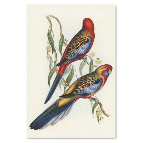 Gould Vintage Bird Illustration Decoupage Tissue Paper