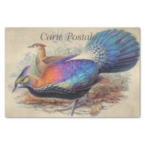Gould Vintage Pheasant Bird Illustration Decoupage Tissue Paper