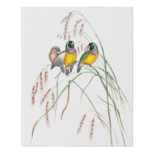 Gouldian Finch Bird Vintage Illustrations  Faux Canvas Print