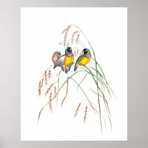 Gouldian Finch Bird Vintage Illustrations  Poster