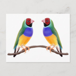 Gouldian Finch Friends Postcard