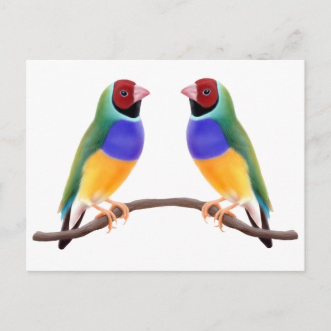 Gouldian Finch Friends Postcard (Front)
