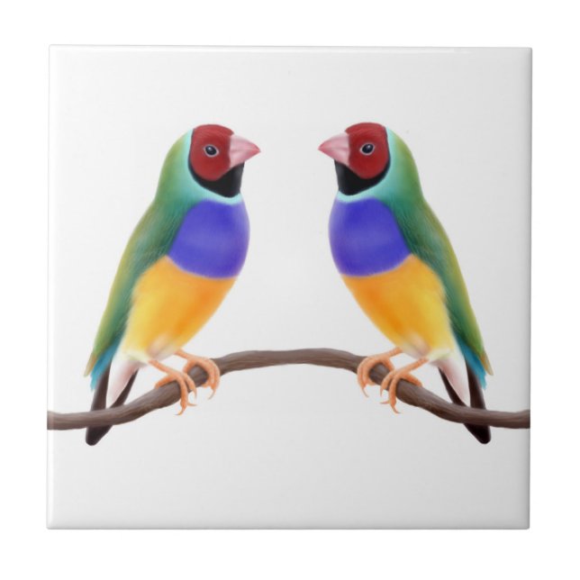 Gouldian Finch Friends Tile (Front)