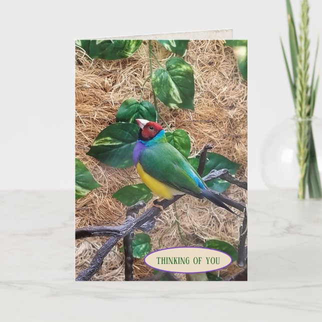Gouldian Finch on branch for thinking of you Card (Front)