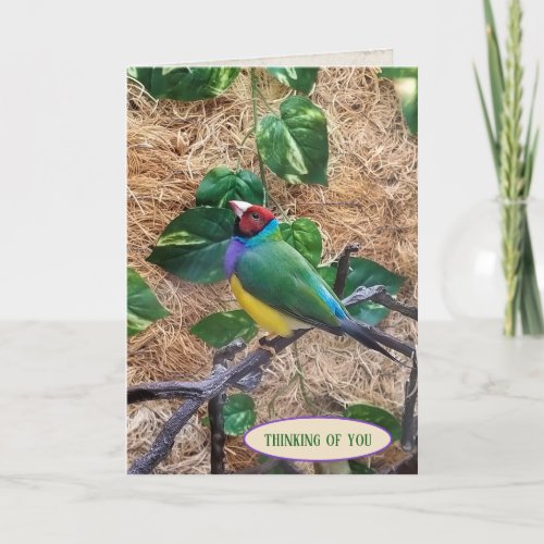 Gouldian Finch on branch for thinking of you Card