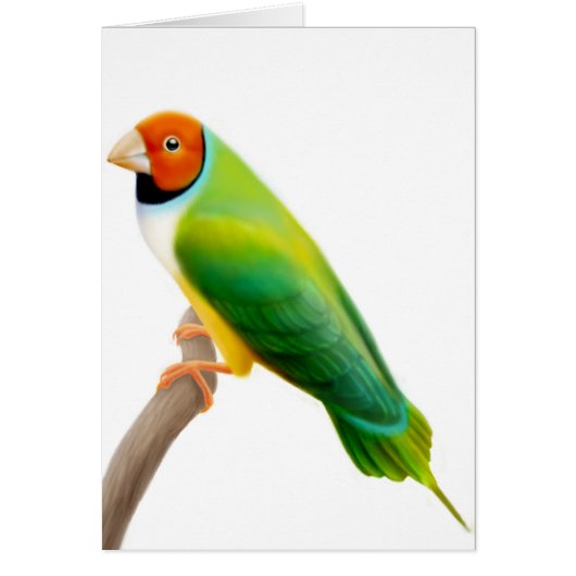 Gouldian Finch Orange Headed Cards (Front)