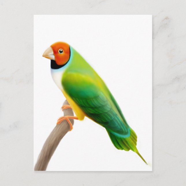 Gouldian Finch Orange Headed Postcard (Front)