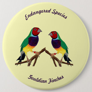 ~ Gouldian Finch ~ Original Art ~ Button