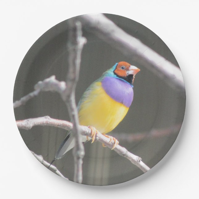Gouldian finch paper plates (Front)