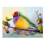 Gouldian Finch Realistic Painting Postcard