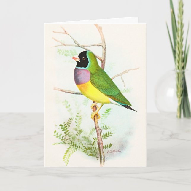 Gouldian Rainbow Finch Endangered Australian Bird Card (Front)