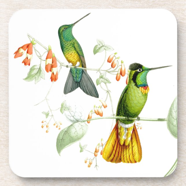 Goulds' Hummingbirds Coaster (Front)