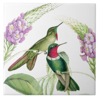 Goulds' Hummingbirds Tile