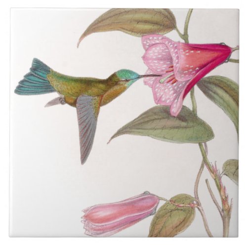 Goulds Hummingbirds Tile