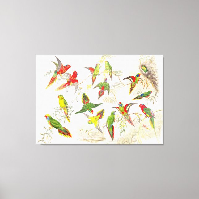Goulds Lorikeet Parrot Birds Wrapped Canvas Print (Front)