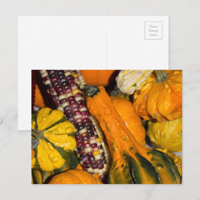 Gourds and Corn Fall Food Photography Postcard (Front/Back)