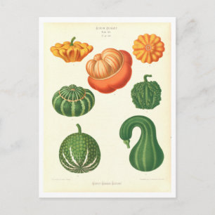 Gourds Botanical Illustration from Seed Catalog Postcard