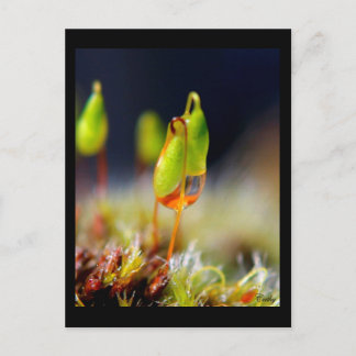 gouttes d'eau" postcard