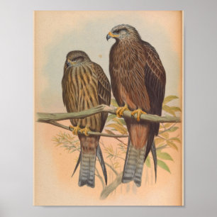Govinda Kite Brown Bird Vintage Art Print
