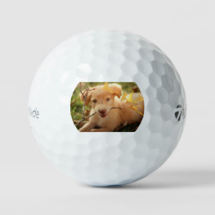 gr pup with branch golf balls