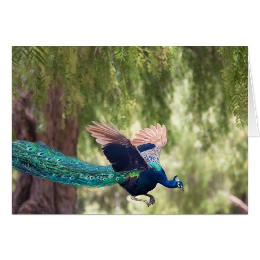 Grace (Front Horizontal)