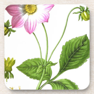 Grace Coaster