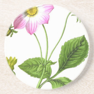 Grace Coaster