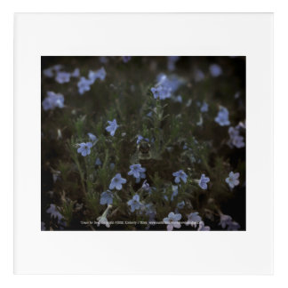 Grace for Bees Acrylic Print