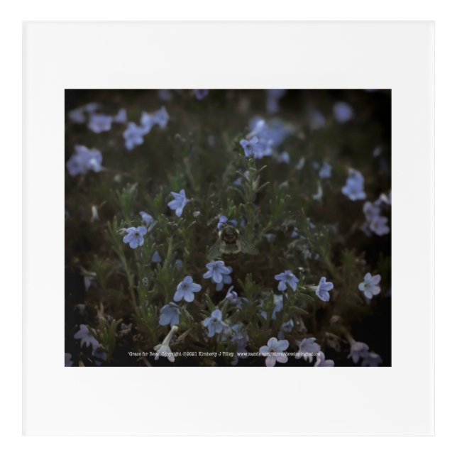 Grace for Bees Acrylic Print (Front)