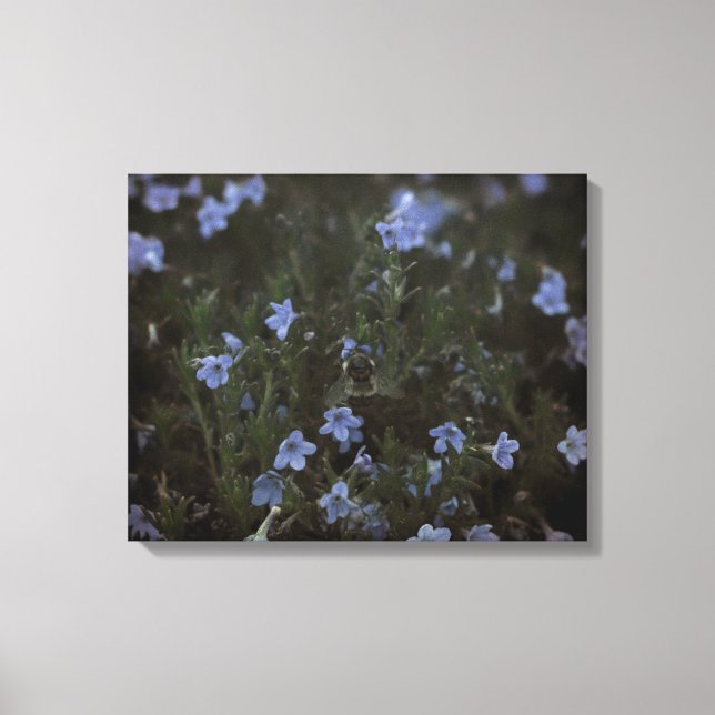 Grace for Bees Canvas Print (Front)