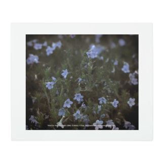 Grace for Bees Metal Print
