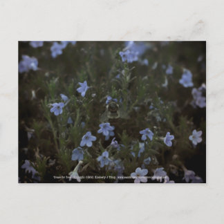 Grace for Bees Postcard