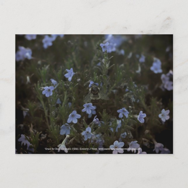 Grace for Bees Postcard (Front)