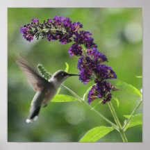 Graceful Flight: Hummingbird Soaring