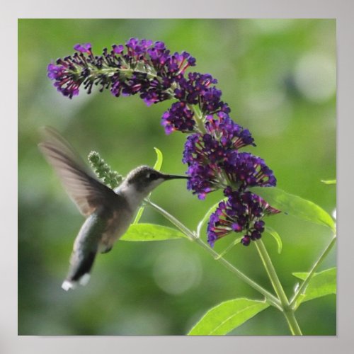 Graceful Flight Hummingbird Soaring Poster