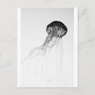 Graceful Jellyfish Postcard