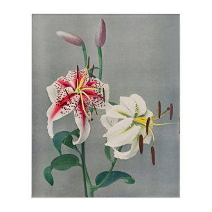 Graceful Lily: Timeless Beauty in Every Space Acrylic Print