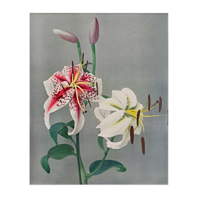 Graceful Lily: Timeless Beauty in Every Space Acrylic Print (Front)