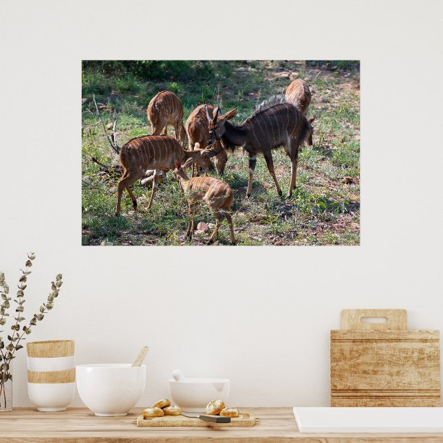 Graceful Nyala Antelope in Africa Poster (Kitchen)