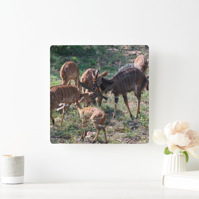 Graceful Nyala Antelope in Africa Square Wall Clock (Home)